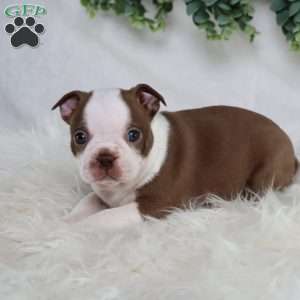 Buster, Boston Terrier Puppy